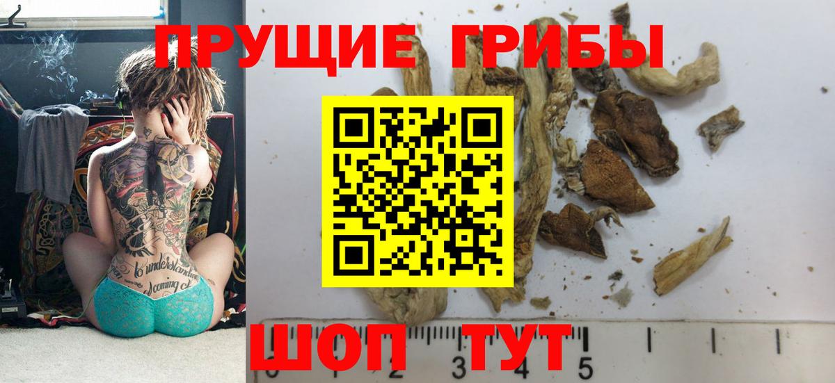 Псилоцибиновые грибы Psilocybine cubensis Артёмовский